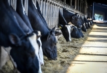 Kỳ vọng của thị trường nông sản trước 2 báo cáo quan trọng của Bộ Nông nghiệp Mỹ