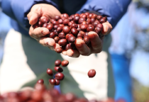 Thị trường Algeria ưa chuộng các sản phẩm cà-phê của Việt Nam